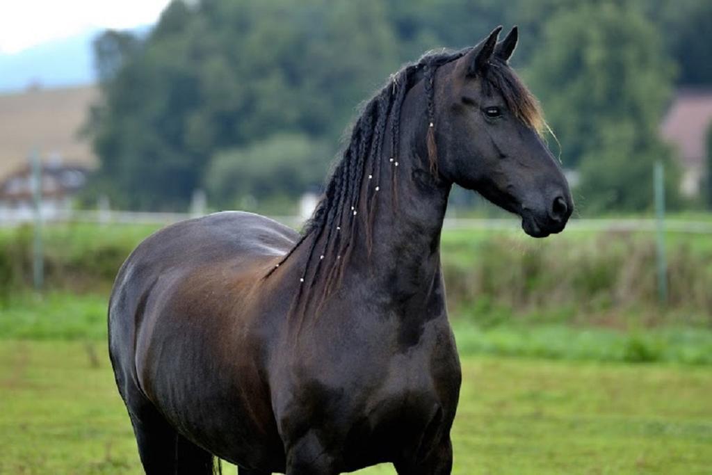 Penzion Jízdárna Hejtmánkovice Broumov Esterno foto